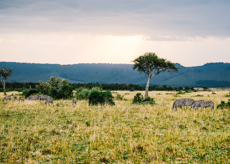 HANNAH SHELBY: Masai Mara Safari: Photo Diary + Travel Guide