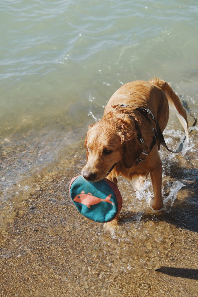 HANNAH SHELBY: Labor Day Weekend + Pregnancy Beach Reads